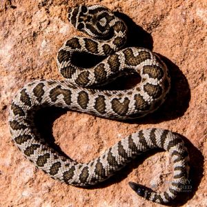 zion rattlesnake (63).jpg